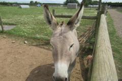 Outing to the farm