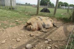 Outing to the farm